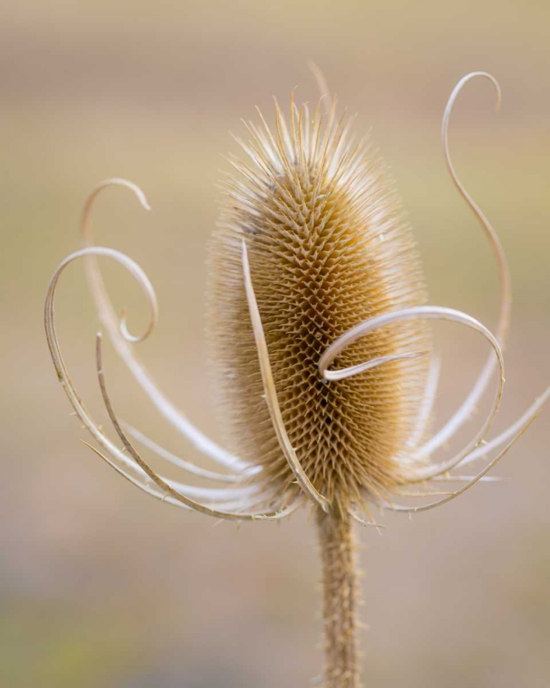 Oregon, Malheur NWR Dried teasel plant art print by Don Paulson for $57.95 CAD