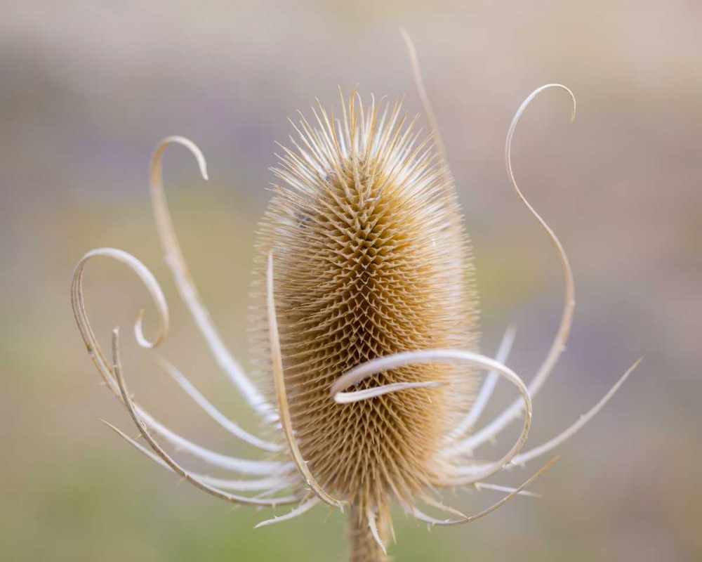 Oregon, Malheur NWR Dried teasel plant art print by Don Paulson for $57.95 CAD