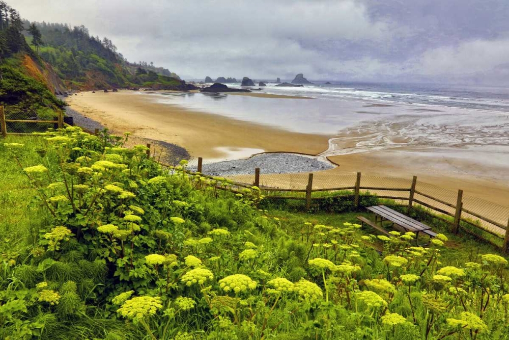 OR, Ecola SP Cow parsnip near Indian Beach art print by Jean Carter for $57.95 CAD