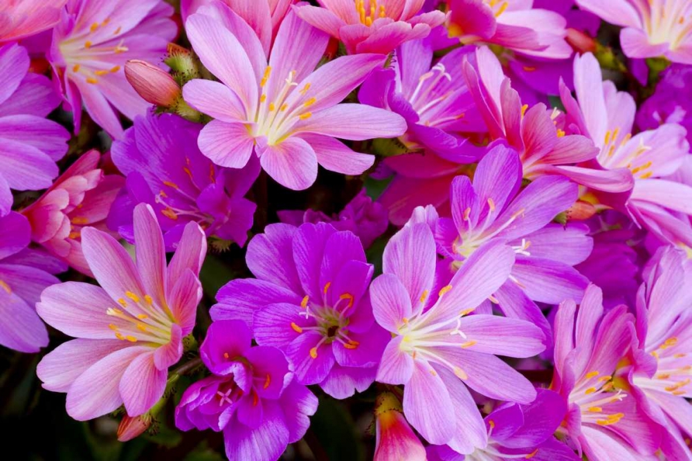 USA, Oregon Columbian lewisia flowers close-up art print by Jean Carter for $57.95 CAD