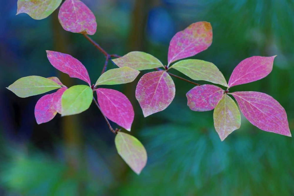 OR, Rogue River Wilderness Wild dogwood leaves art print by Jean Carter for $57.95 CAD