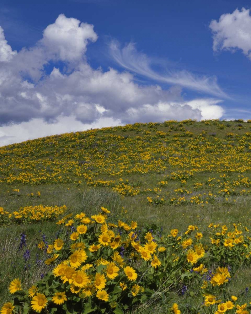 OR, Columbia Gorge Balsamroot and lupine art print by Steve Terrill for $57.95 CAD