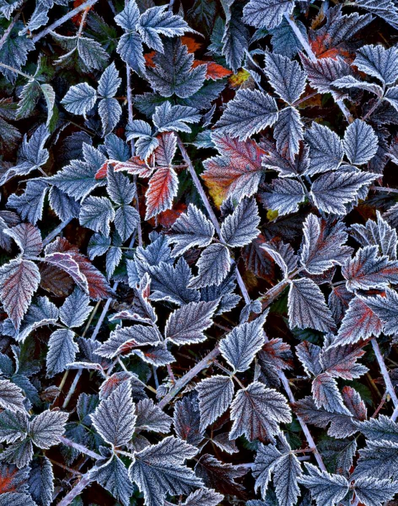 USA, Oregon Frost on wild blackberry bush art print by Steve Terrill for $57.95 CAD