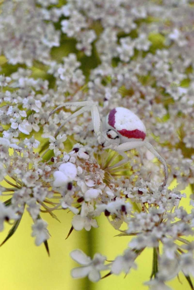 USA, Oregon Crab spider on wild carrot bloom art print by Steve Terrill for $57.95 CAD