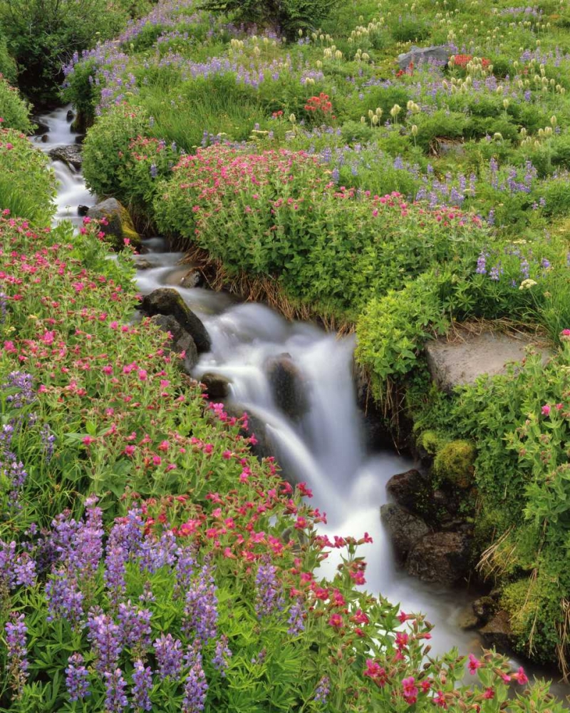 OR, Mt Hood, Flowers along Elk Cove Creek art print by Steve Terrill for $57.95 CAD