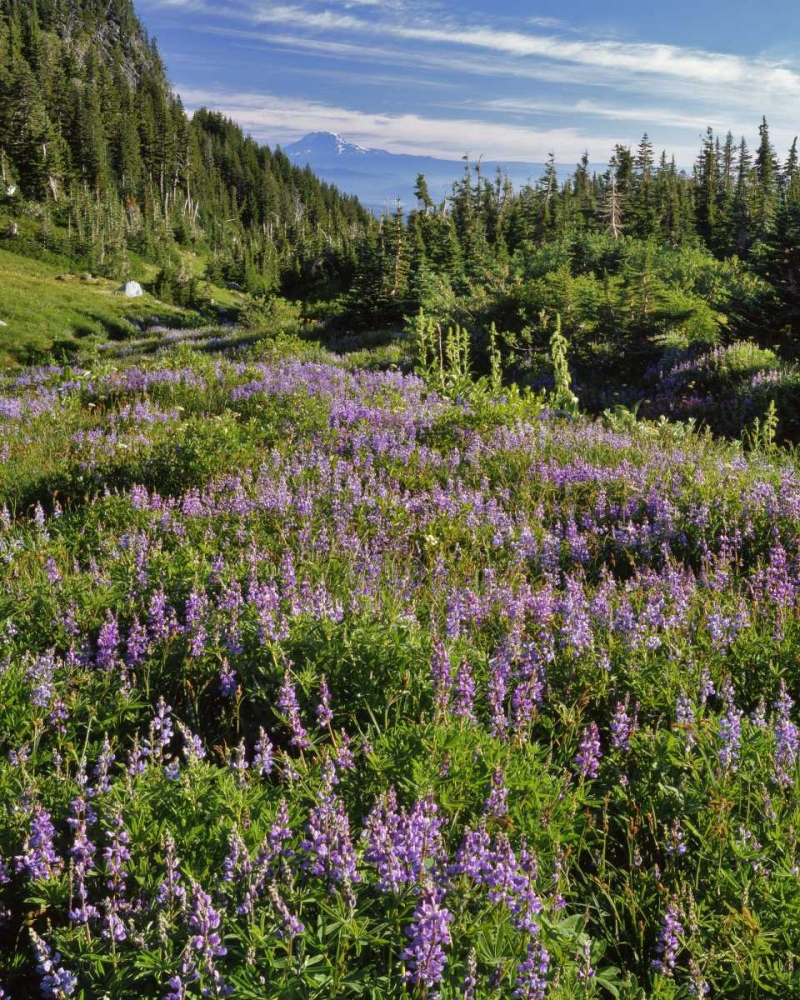 Oregon, Mount Hood Wilderness Lupine in Elk Cove art print by Steve Terrill for $57.95 CAD