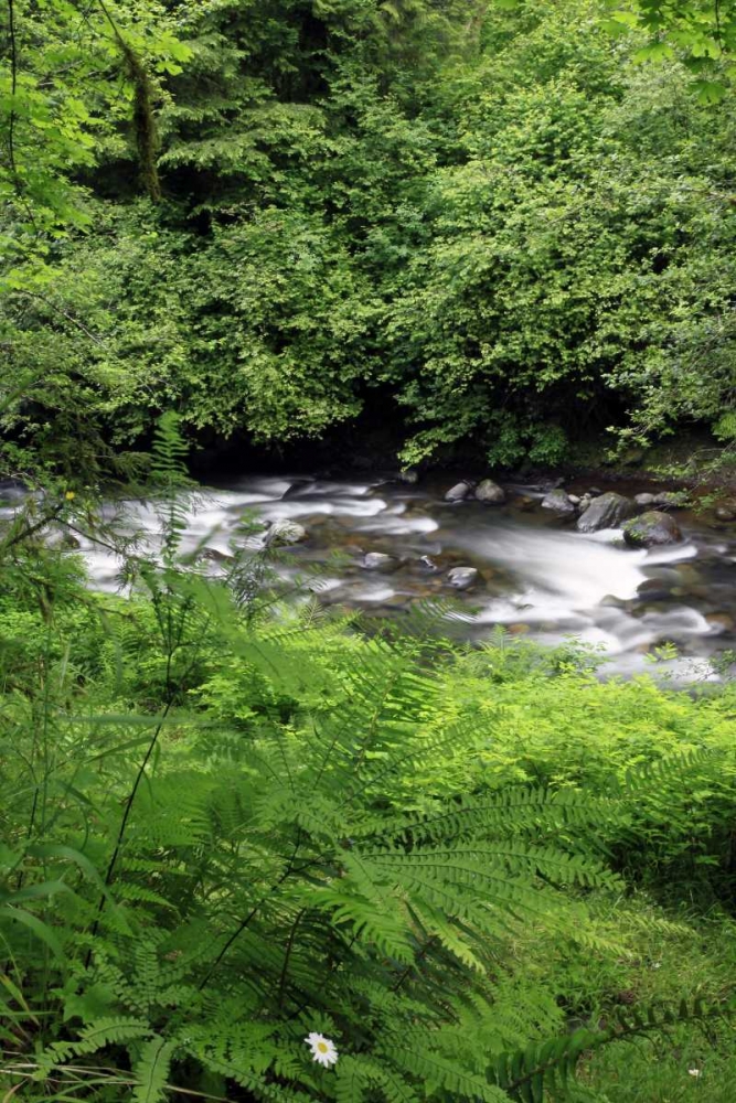 Oregon Scenic of Little Sandy River and ferns art print by Steve Terrill for $57.95 CAD
