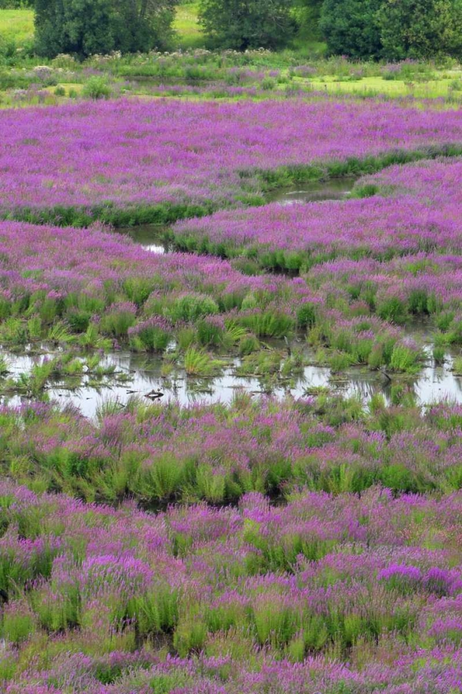 OR, Oaks Bottom Purple loosestrife in marsh art print by Steve Terrill for $57.95 CAD