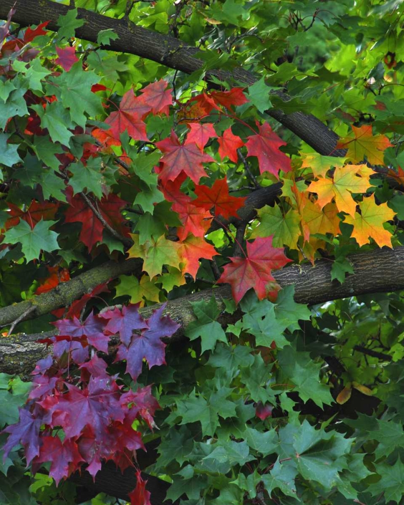 USA, Oregon, Portland Sugar maple tree scenic art print by Steve Terrill for $57.95 CAD