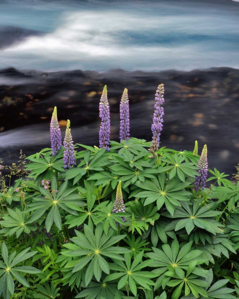 USA, Oregon Lupine next to Metolius River art print by Steve Terrill for $57.95 CAD