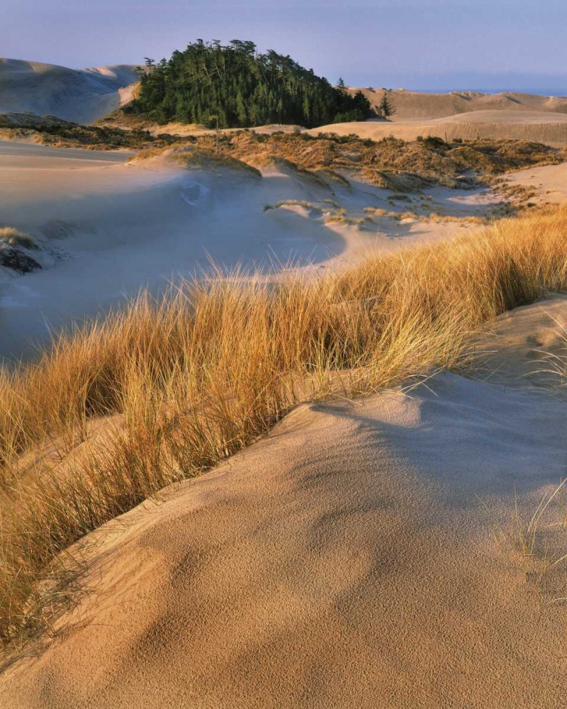 Oregon, Dunes NRA Landscape of sand dunes art print by Steve Terrill for $57.95 CAD
