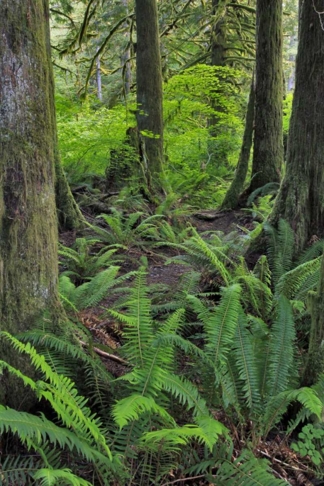 USA, Oregon Forest scenic art print by Steve Terrill for $57.95 CAD