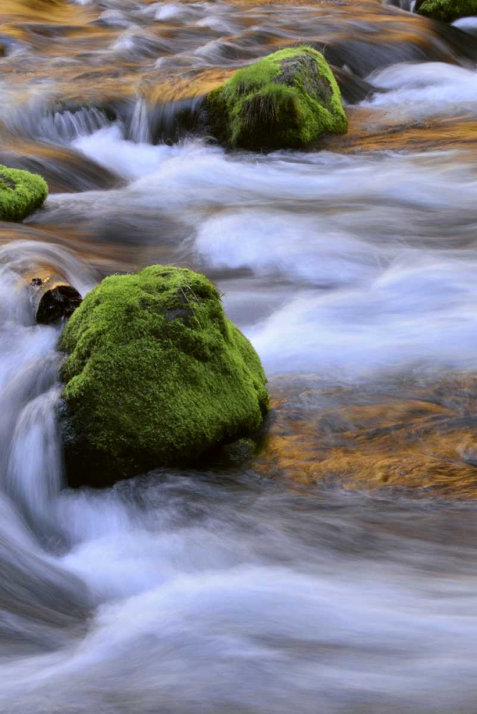Oregon, Willamette NF McKenzie River over rocks art print by Steve Terrill for $57.95 CAD