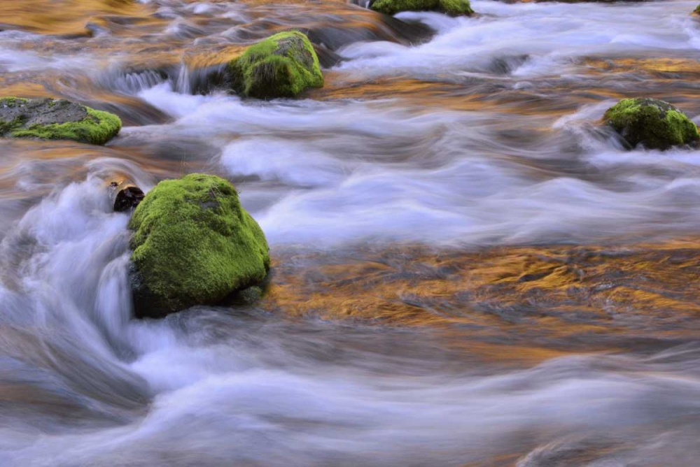 Oregon, Willamette NF McKenzie River over rocks art print by Steve Terrill for $57.95 CAD