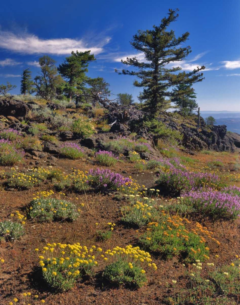 OR, Wallowa-Whitman NF Wildflower on Indian Rock art print by Steve Terrill for $57.95 CAD