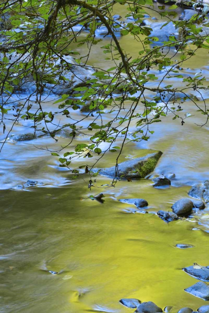 Oregon Alder tree over South Fork Wilson River art print by Steve Terrill for $57.95 CAD