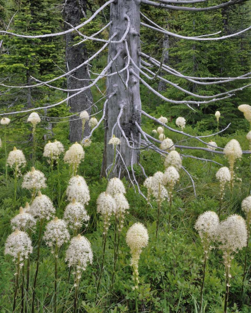 OR, Mount Hood NF Beargrass around evergreen art print by Steve Terrill for $57.95 CAD