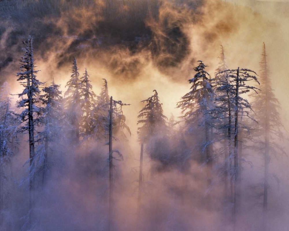 Oregon, Mt Hood NF Evergreens in fog art print by Steve Terrill for $57.95 CAD