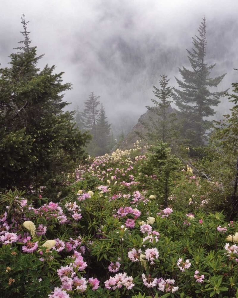 Oregon, Mt Hood NF Rhododendrons and beargrass art print by Steve Terrill for $57.95 CAD