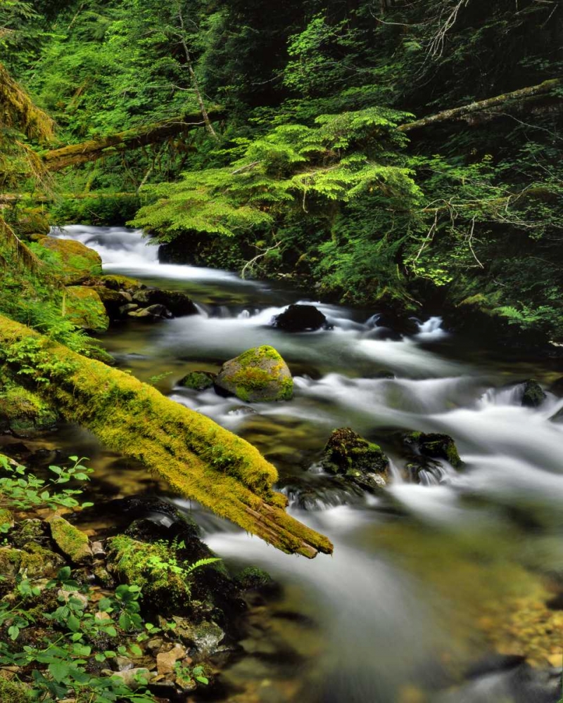 Oregon, Mt Hood NF Still Creek scenic art print by Steve Terrill for $57.95 CAD