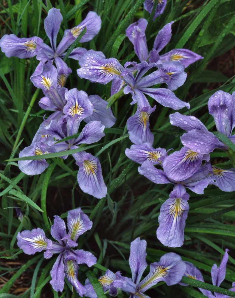 Oregon, Mt Hood National Forest Wild iris art print by Steve Terrill for $57.95 CAD