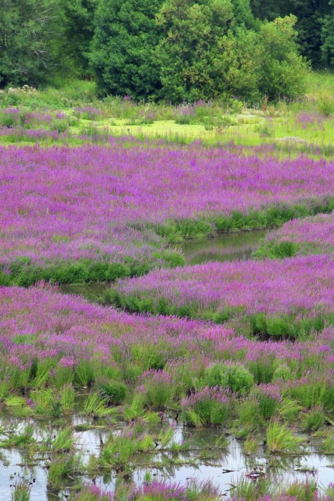 OR, Oaks Bottom Purple loosestrife in marsh art print by Steve Terrill for $57.95 CAD