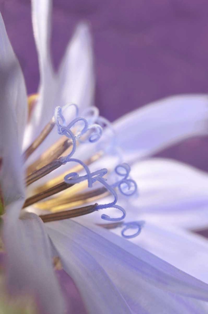 Oregon, Portland Close-up of chicory wildflower art print by Steve Terrill for $57.95 CAD