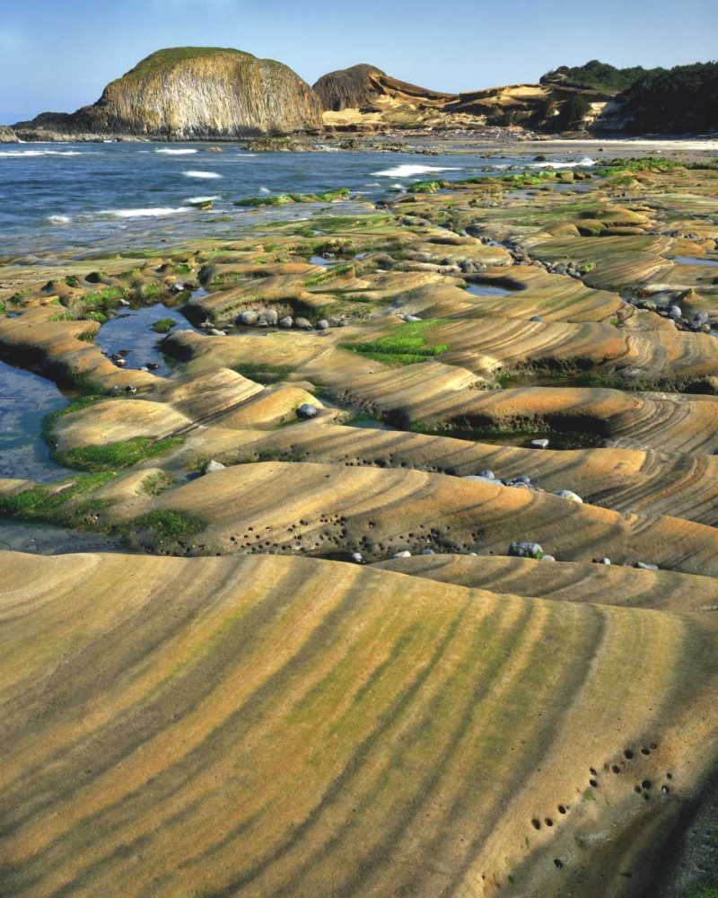 OR, Seal Rock SP Patterns on sandstone rock art print by Steve Terrill for $57.95 CAD