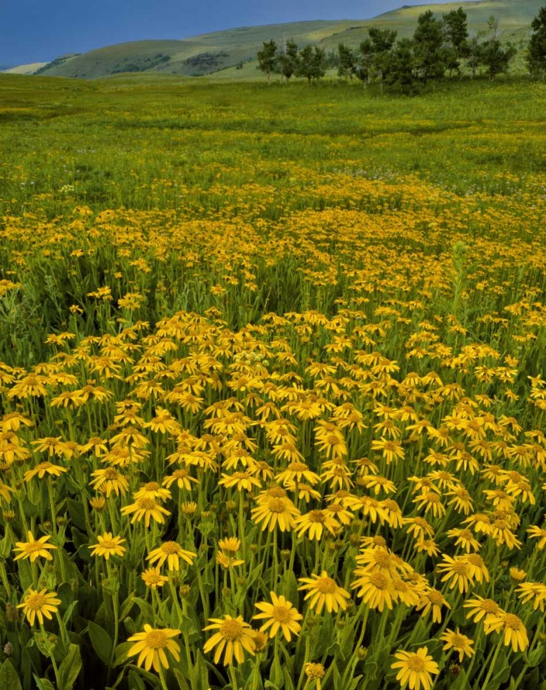Oregon, Steens Mountain Meadow of arnica flowers art print by Steve Terrill for $57.95 CAD