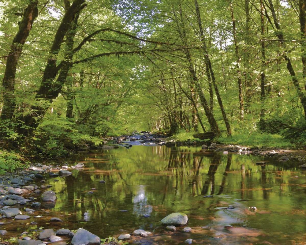 Oregon, Tillamook State Forest Wilson River art print by Steve Terrill for $57.95 CAD
