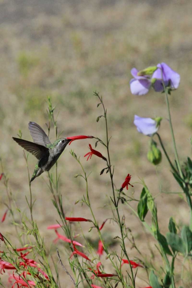 OR, OR, Portland Hummingbird feeding on salvia art print by Steve Terrill for $57.95 CAD