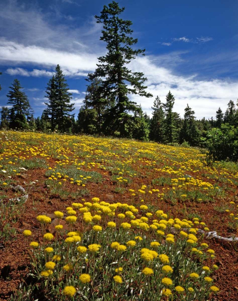 OR, Wallowa-Whitman NF Yellow eriogonum art print by Steve Terrill for $57.95 CAD