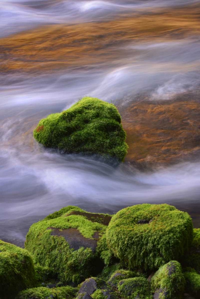 Oregon, Willamette NF McKenzie River over rocks art print by Steve Terrill for $57.95 CAD