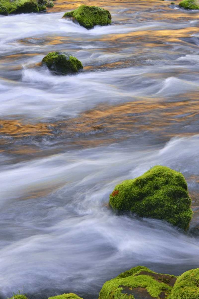 Oregon, Willamette NF McKenzie River over rocks art print by Steve Terrill for $57.95 CAD