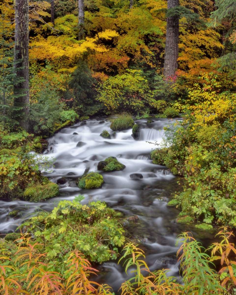 OR, Willamette NF Roaring River through Oregon art print by Steve Terrill for $57.95 CAD