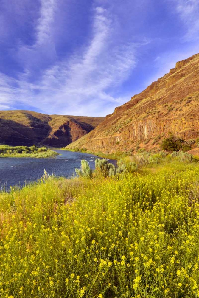 Oregon, John Day River Cliffs and wild mustard art print by Steve Terrill for $57.95 CAD