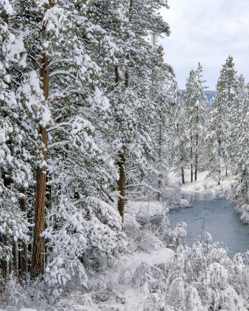 Oregon Fresh snowfall along Warm Springs River art print by Steve Terrill for $57.95 CAD