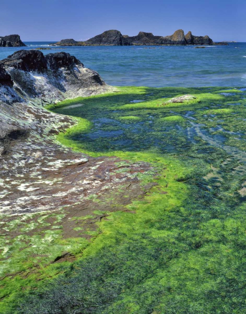 Oregon Rock formations and algae at Seal Rock art print by Steve Terrill for $57.95 CAD