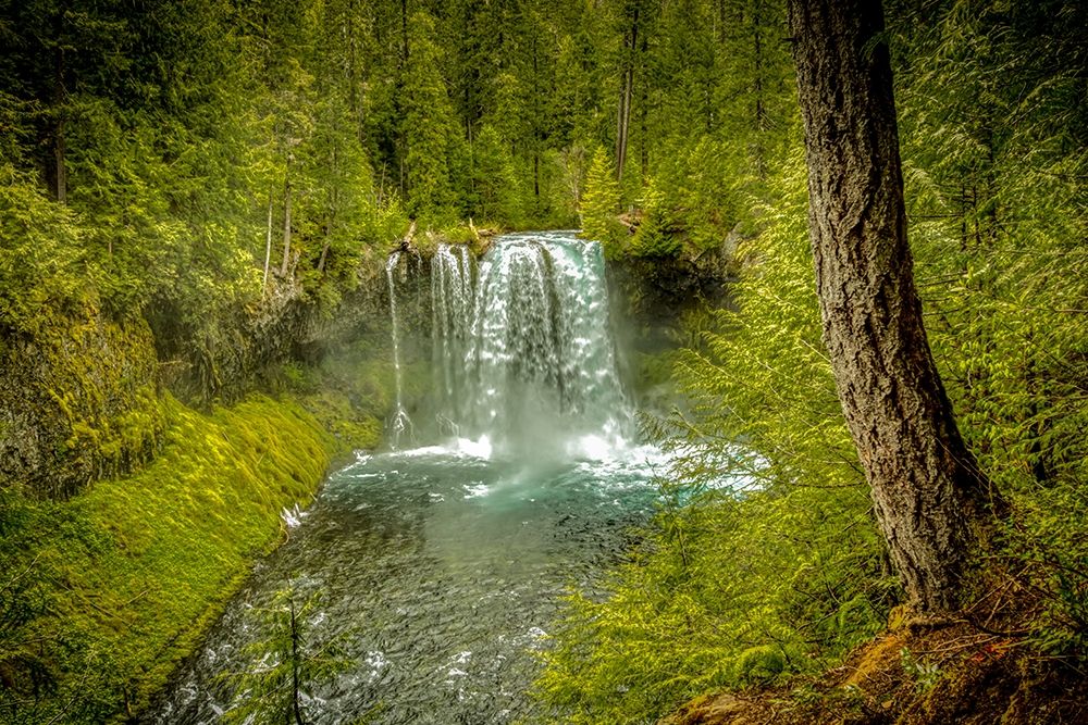 Oregon-McKenzie River Koosah Falls landscape art print by Jaynes Gallery for $57.95 CAD
