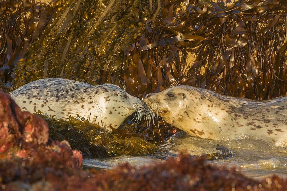 Oregon-Bandon Beach-harbor seals greeting and kelp art print by Jaynes Gallery for $57.95 CAD