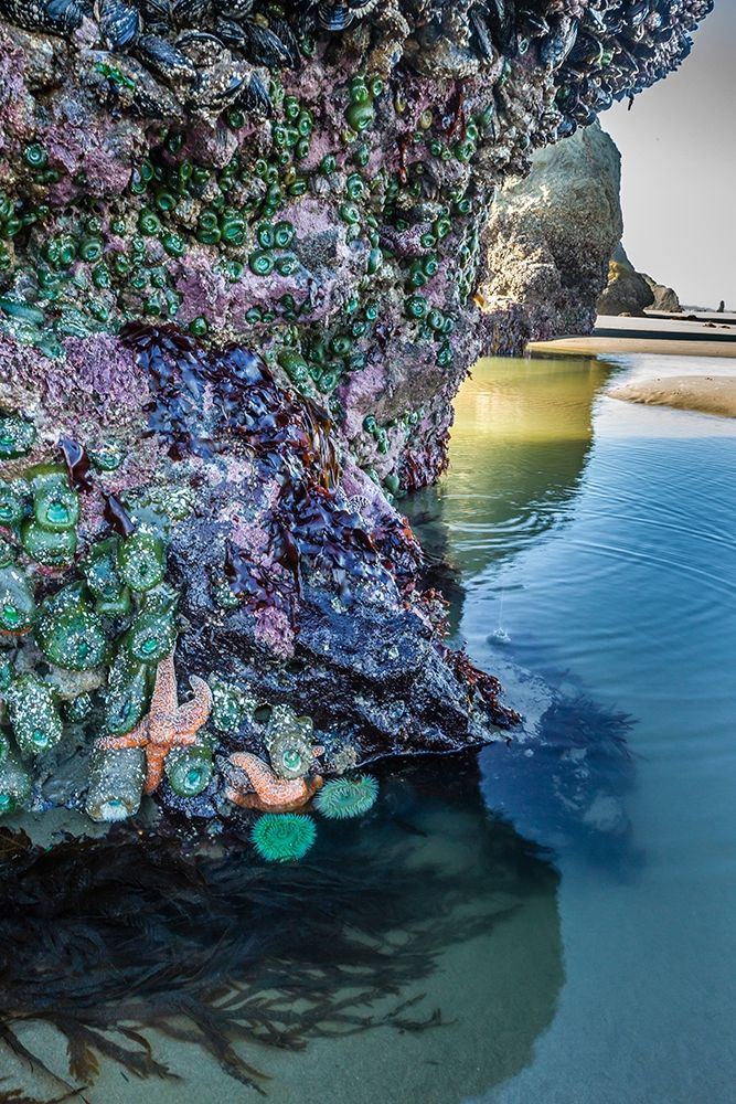 Oregon-Bandon Beach Sea stars and anemones on rock art print by Jaynes Gallery for $57.95 CAD
