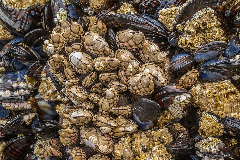 Oregon-Bandon Beach Barnacles and mussels close-up art print by Jaynes Gallery for $57.95 CAD