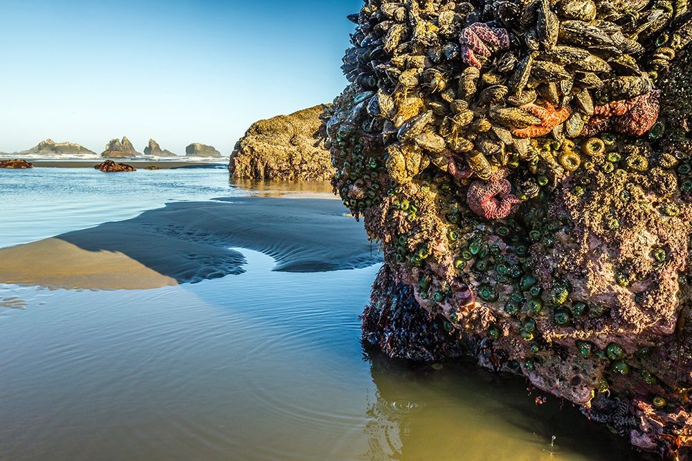 Oregon-Bandon Beach Anemones and sea stars exposed at low tide art print by Jaynes Gallery for $57.95 CAD