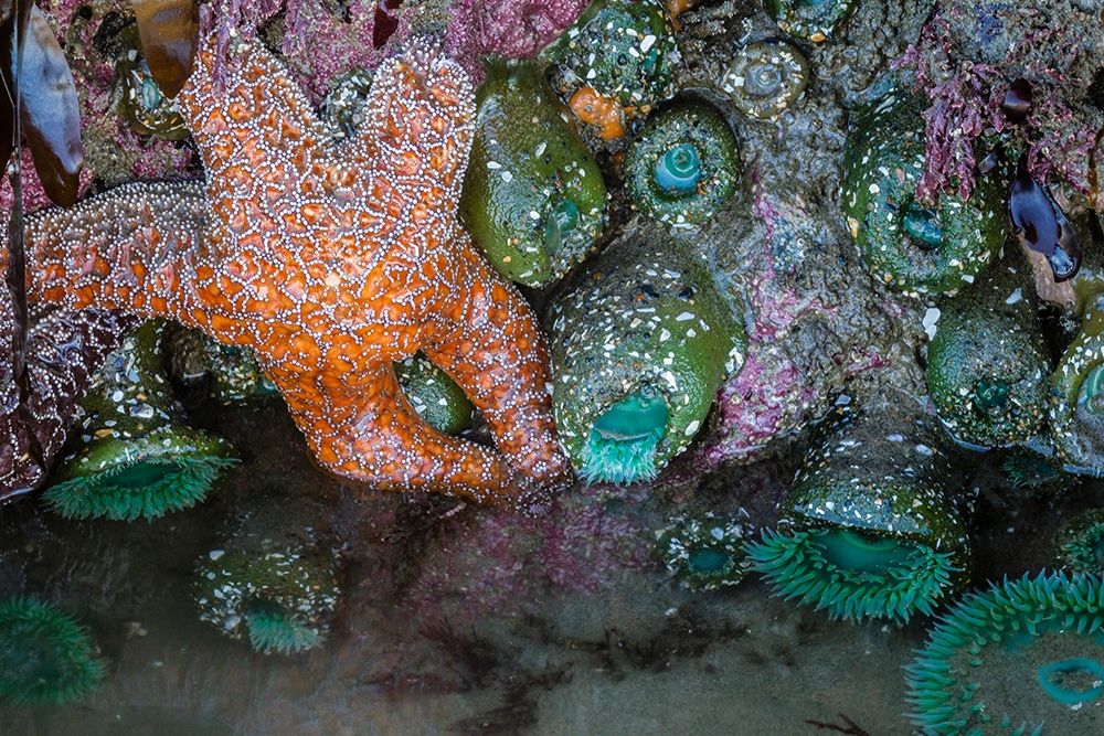 Oregon-Bandon Beach Anemones and sea stars exposed at low tide art print by Jaynes Gallery for $57.95 CAD