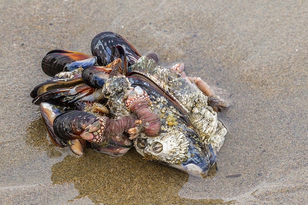 Oregon-Bandon Beach Clump of mollusk and other shells on beach art print by Jaynes Gallery for $57.95 CAD