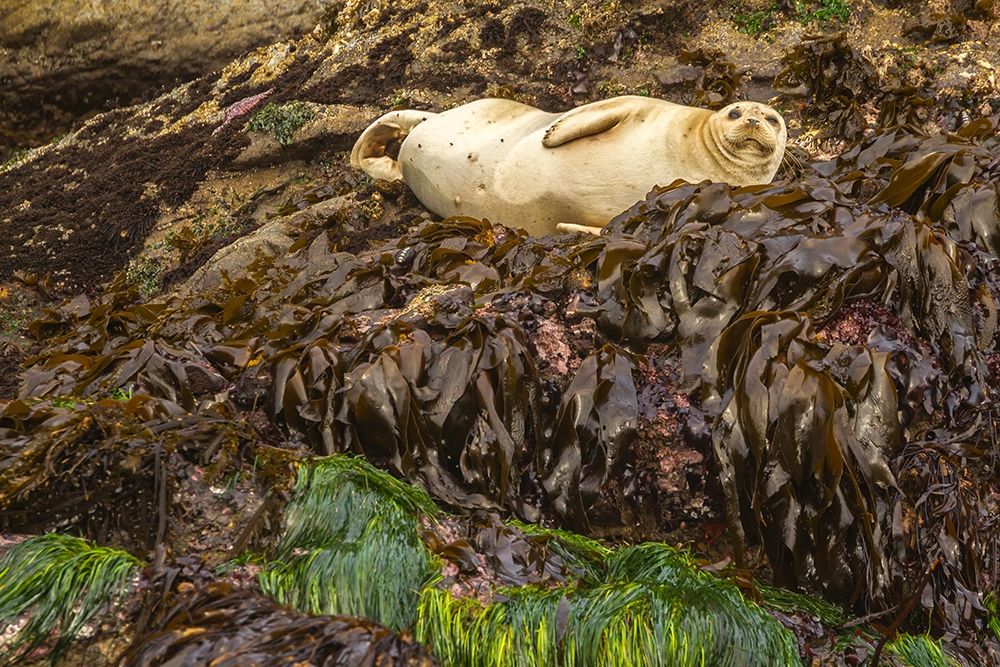 Oregon-Bandon Beach Harbor seal and beach kelp art print by Jaynes Gallery for $57.95 CAD