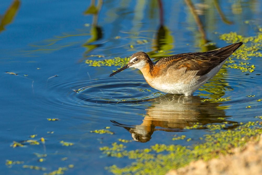 Oregon-Harney County-Female phalarope feeding art print by Jaynes Gallery for $57.95 CAD