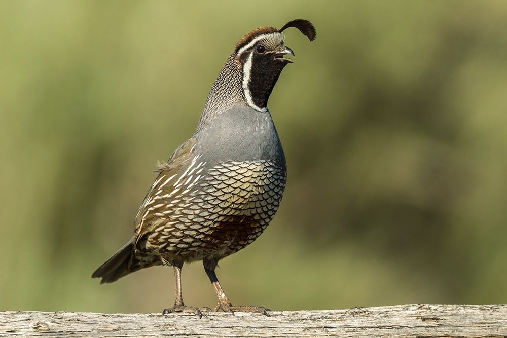 Oregon-Harney County-California quail art print by Jaynes Gallery for $57.95 CAD