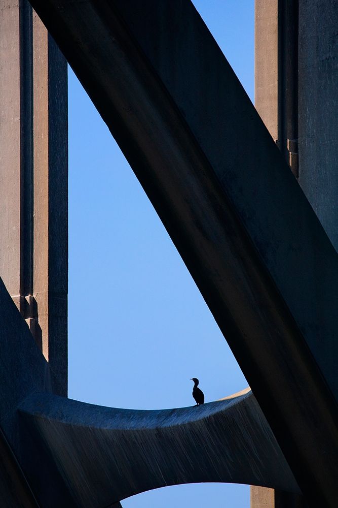 Oregon-Newport Cormorant resting on support beam of Yaquina Bay Bridge art print by Jaynes Gallery for $57.95 CAD