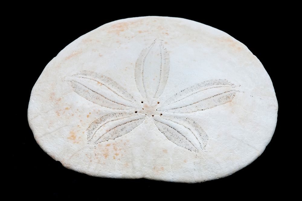 Oregon Sand dollar close-up art print by Jaynes Gallery for $57.95 CAD